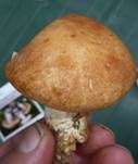 Rostbrauner Dickfuß, Foto 10