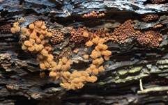 Rostfarbener Stielschleimpilz, Foto 7