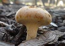 Rostfüßiger Träuschling, Foto 8