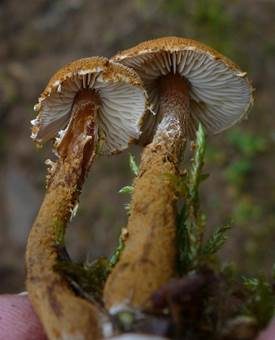 Rostgelber Körnchenschirmling, Foto 2