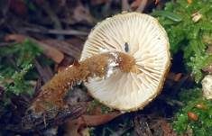 Rostgelber Körnchenschirmling, Foto 14
