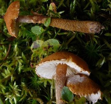 Rostgelber Körnchenschirmling, Foto 4