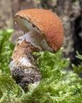 Rostgelber Körnchenschirmling, Foto 10