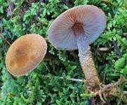Rostgelber Körnchenschirmling, Foto 11