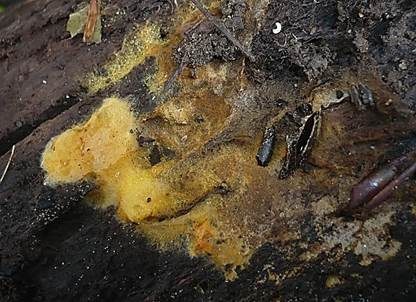 Rostgelbes Filzgewebe, Foto 2