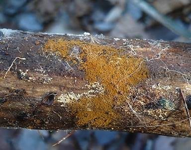 Rostgelbes Filzgewebe, Foto 3