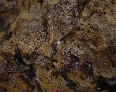 Rostgelbes Filzgewebe, Foto 4