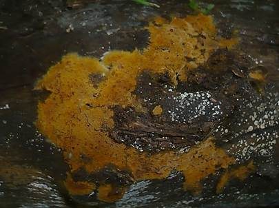 Rostgelbes Filzgewebe, Foto 5