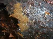 Rostgelbes Filzgewebe, Foto 6