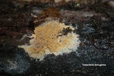 Rostgelbes Filzgewebe, Foto 10