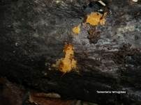 Rostgelbes Filzgewebe, Foto 11
