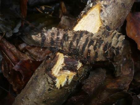 Rostiger Stromakugelpilz, Foto 3