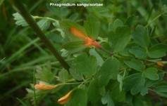 Rostpilze, Foto 128