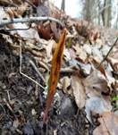 Rostpilze, Foto 30