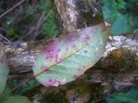 Rostpilze, Foto 35