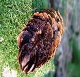 Rostpilze, Foto 54