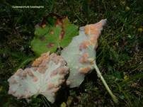 Rostpilze, Foto 84