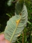 Rostpilze, Foto 90