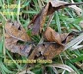 Rostpilze, Foto 11