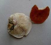 Rostroter Körnchenschirmling, Foto 12