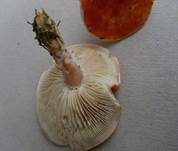 Rostroter Körnchenschirmling, Foto 6