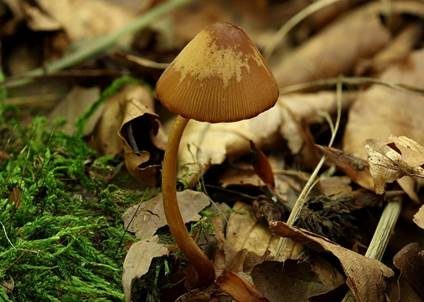 Roststieliges Samthäubchen, Foto 2