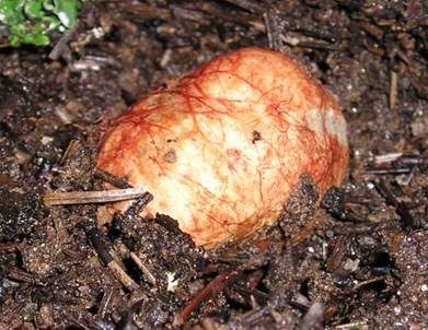 Rotaderiger Wurzeltrüffel, Foto 2
