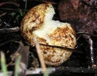 Rotaderiger Wurzeltrüffel, Foto 12