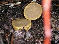 Rotaderiger Wurzeltrüffel, Foto 16