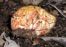Rotaderiger Wurzeltrüffel, Foto 10