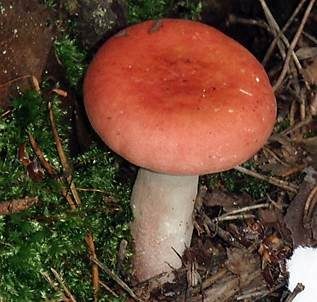 Rotbereifter Täubling, Foto 3