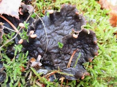 Rotbraune Blattflechte, Foto 3