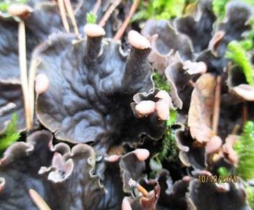 Rotbraune Blattflechte, Foto 5