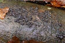 Rotbraune Kohlenbeere, Foto 19