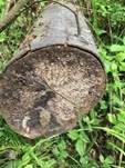 Rotbraune Kohlenbeere, Foto 23