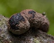 Rotbraune Kohlenbeere, Foto 46