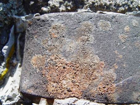 Rotbraune Landkartenflechte, Foto 3
