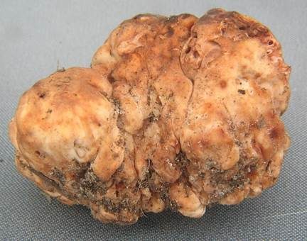 Rotbrauner Rasentrüffel, Foto 2