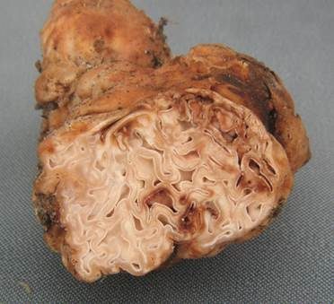 Rotbrauner Rasentrüffel, Foto 3