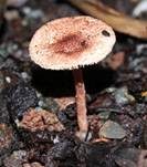Rotbrauner Blumentopfschirmling, Foto 12