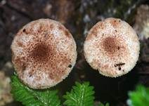 Rotbrauner Blumentopfschirmling, Foto 14