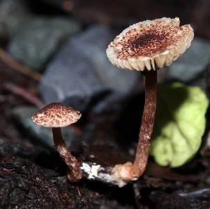 Rotbrauner Blumentopfschirmling, Foto 4