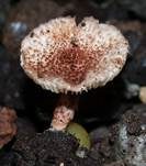 Rotbrauner Blumentopfschirmling, Foto 11