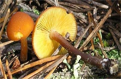 Rotbrauner Flämmling, Foto 2
