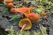 Rotbrauner Flämmling, Foto 6