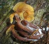 Rotbrauner Flämmling, Foto 10