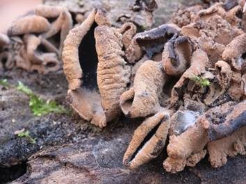 Rotbrauner Holzbecher, Foto 3
