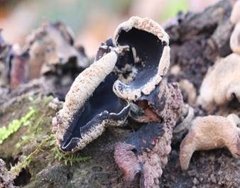 Rotbrauner Holzbecher, Foto 4
