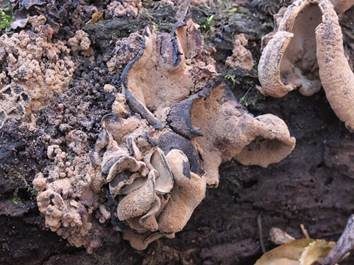 Rotbrauner Holzbecher, Foto 5