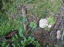Rotbrauner Korkstacheling, Foto 22